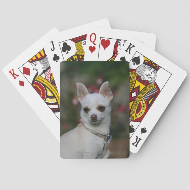 Jeu De Cartes Chihuahua (dos)