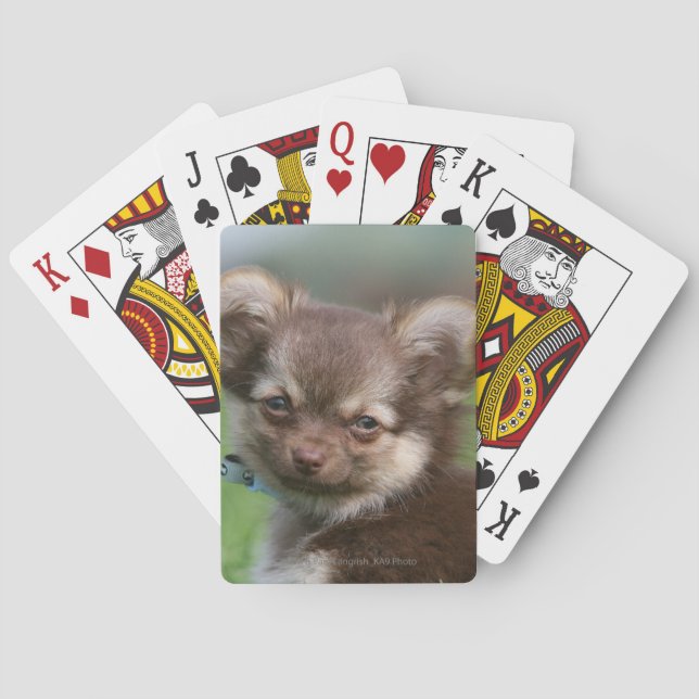 Jeu De Cartes Chihuahua Chiuppy regardant l'appareil photo (dos)