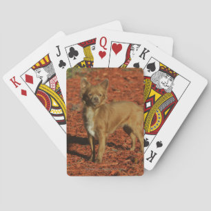 Jeu De Cartes Chihuahua Looking at Camera