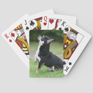 Jeu De Cartes Chihuahua noir et crème