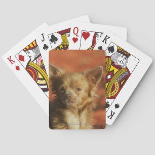 Jeu De Cartes Chihuahua Puppy Headshot