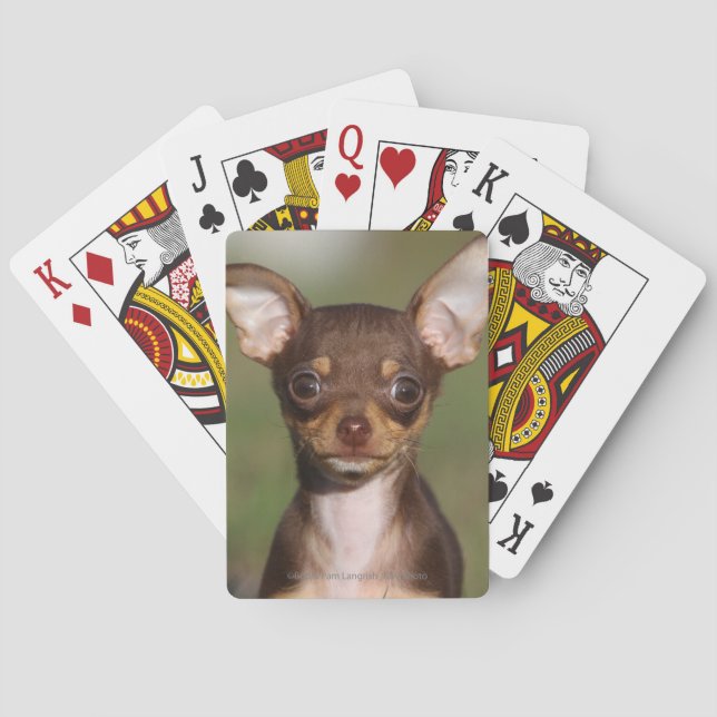 Jeu De Cartes Chihuahua Puppy regarde l'appareil photo (dos)