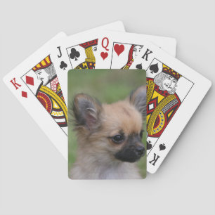 Jeu De Cartes Chiot chihuahua à poils longs regardant l'appareil