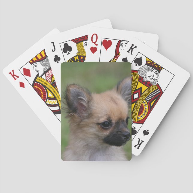 Jeu De Cartes Chiot chihuahua à poils longs regardant l'appareil (dos)