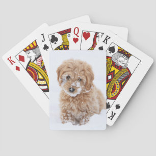 Jeu De Cartes Chiot De Goldendoodle Avec La Neige À La Face