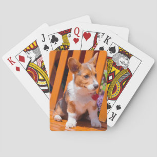 Jeu De Cartes chiot de Pembroke Welsh Corgi assis sur un banc de