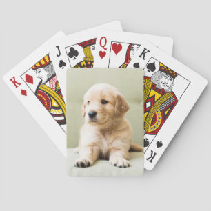 Jeu De Cartes Chiot d'or sur un canapé