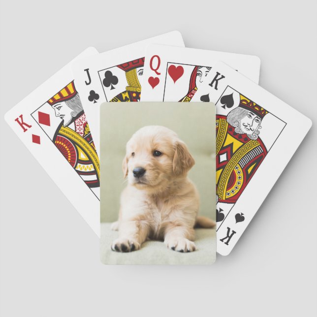 Jeu De Cartes Chiot d'or sur un canapé (dos)