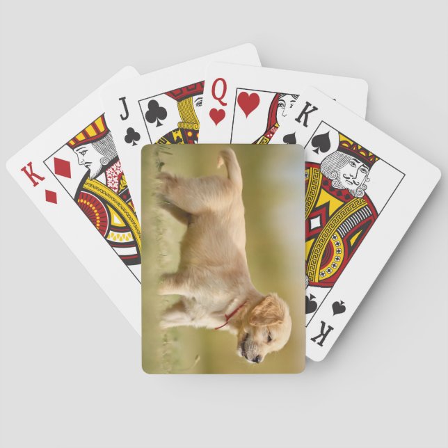 Jeu De Cartes Chiot Golden Retriever (dos)