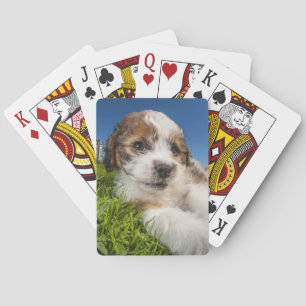 Jeu De Cartes Chiot mignon (Shitzu)