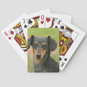 Jeu De Cartes Chiot miniature à poil lisse en regard
