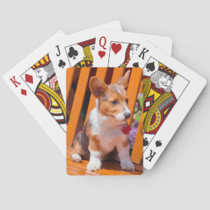 Jeu De Cartes chiot Pembroke Welsh Corgi assis sur un banc de pa