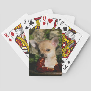 Jeu De Cartes Chiots Chihuahua