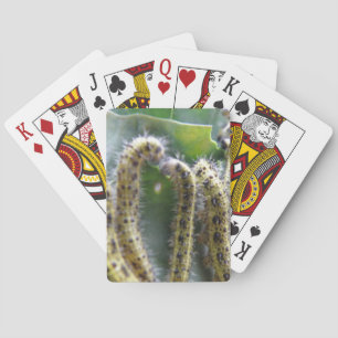 Jeu De Cartes Chou affamé Chaussures blanches Jouer des cartes