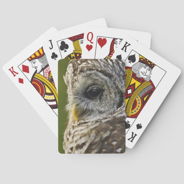 Jeu De Cartes Chouette rayée, Strix varia, Michigan (dos)