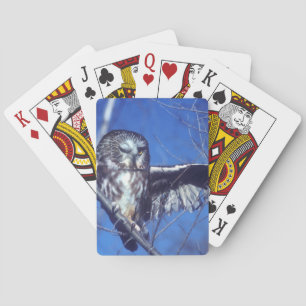 Jeu De Cartes Cligner de l'oeil le hibou