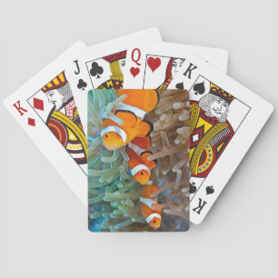 Jeu De Cartes Clownfish