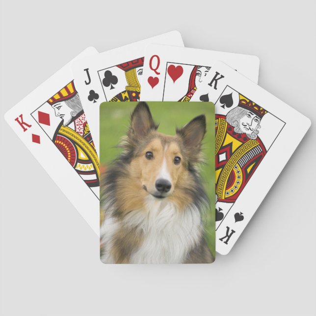 Jeu De Cartes Colley Rough, chien (dos)