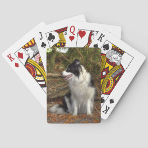 Jeu De Cartes Collie dans les bois