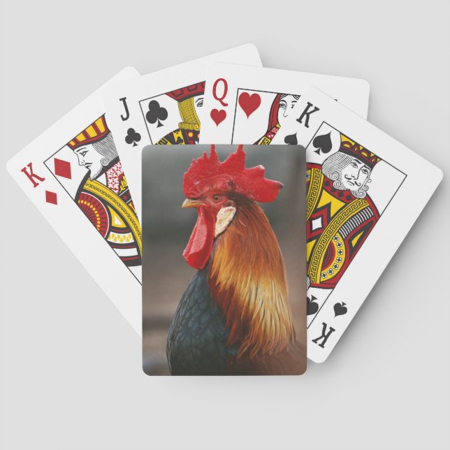 Jeu De Cartes Coq domestique de basse-cour (dos)