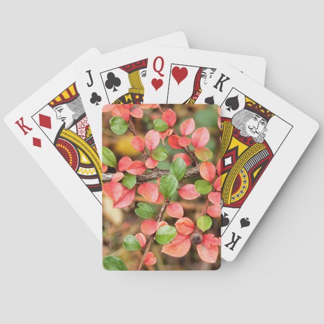 Jeu De Cartes Cotonou horizontalis (dos)