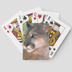 Jeu De Cartes Cougar, Californie