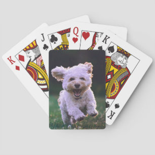 Jeu De Cartes Courir un chien blanc de caniche mignon chien