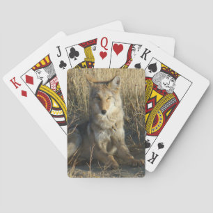 Jeu De Cartes Coyote R15 Couché
