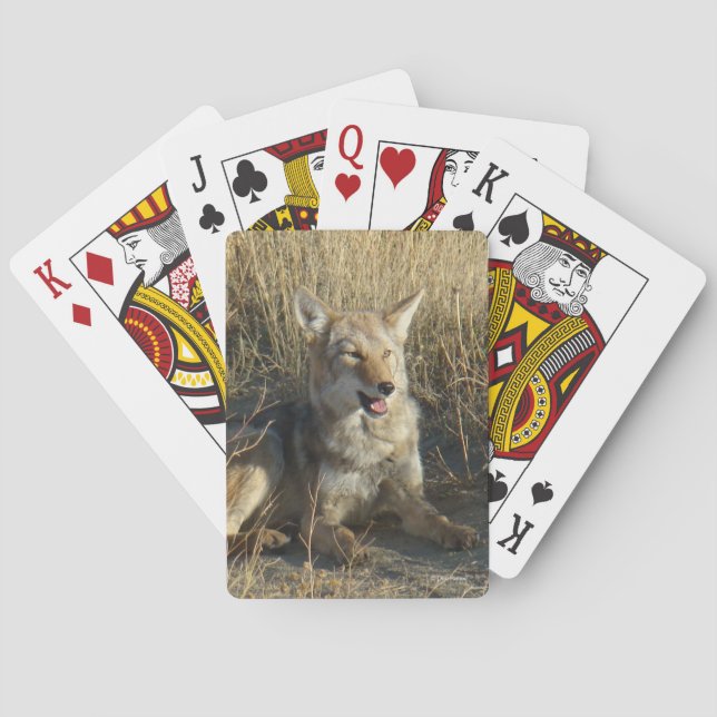 Jeu De Cartes Coyote R18 Allongé (dos)