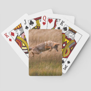 Jeu De Cartes Coyote sautant - prés de gibbon