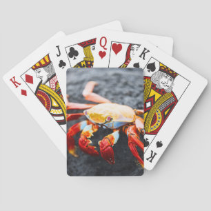Jeu De Cartes Crabe de lightfoot de sortie sur une roche noire