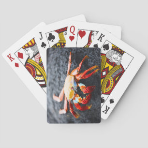 Jeu De Cartes Crabe des pieds légers sur une roche de lave noire