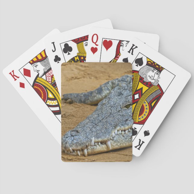 Jeu De Cartes Crocodile (dos)