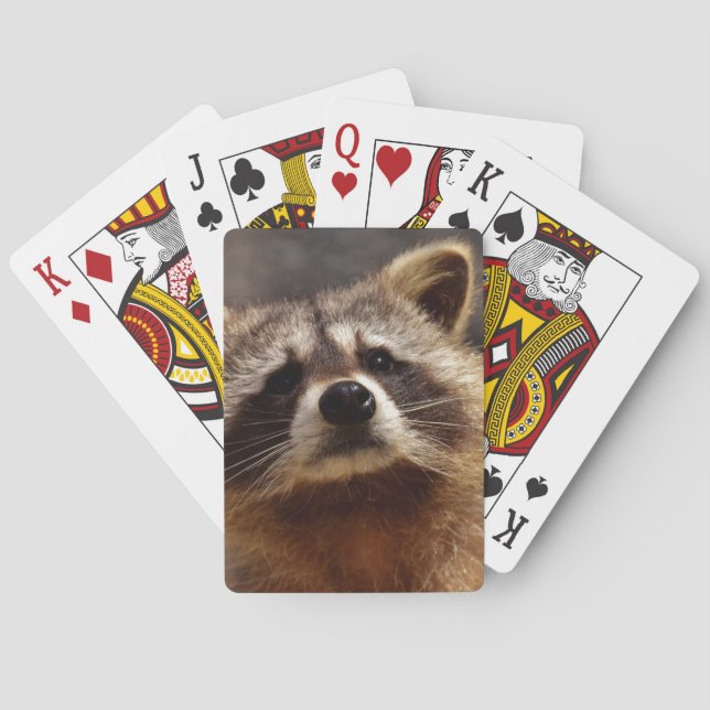 Jeu De Cartes Curieux Raccoon (dos)
