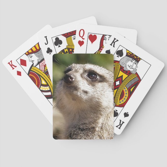 JEU DE CARTES CUTE MEERKAT (dos)