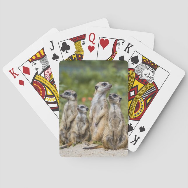Jeu De Cartes Cute Meerkats (dos)