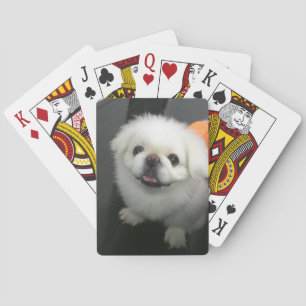 Jeu De Cartes Cute shih tzu regardant la caméra