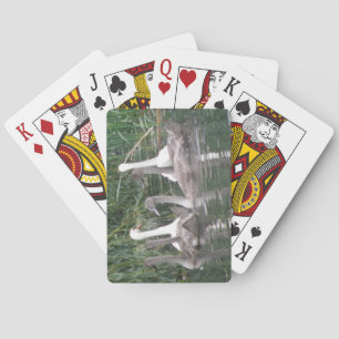 Jeu De Cartes Cygnes et Cygnets Jouer des cartes