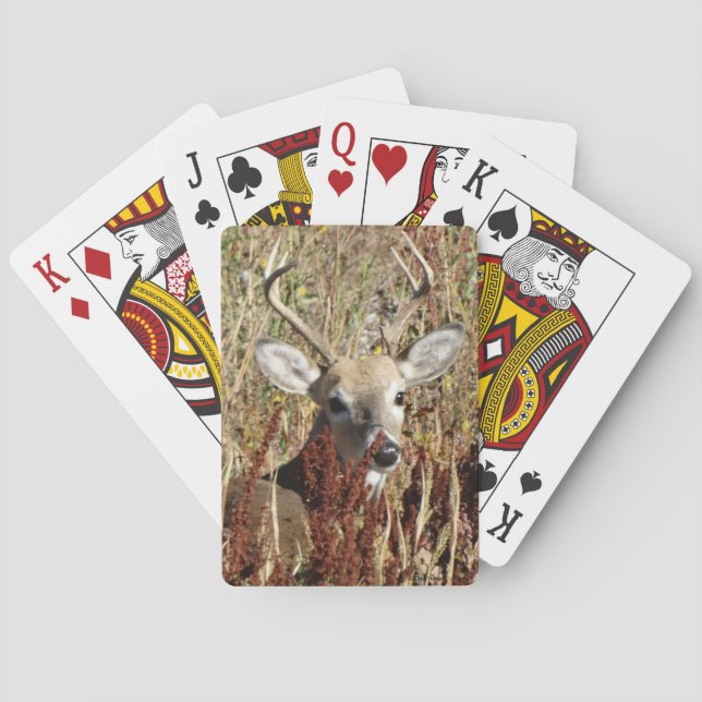 Jeu De Cartes D31 Cerf à queue blanche dans les mauvaises herbes (dos)
