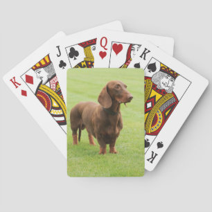 Jeu De Cartes Dachshund