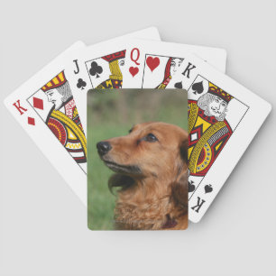 Jeu De Cartes Dachshund miniature à cheveux longs 2