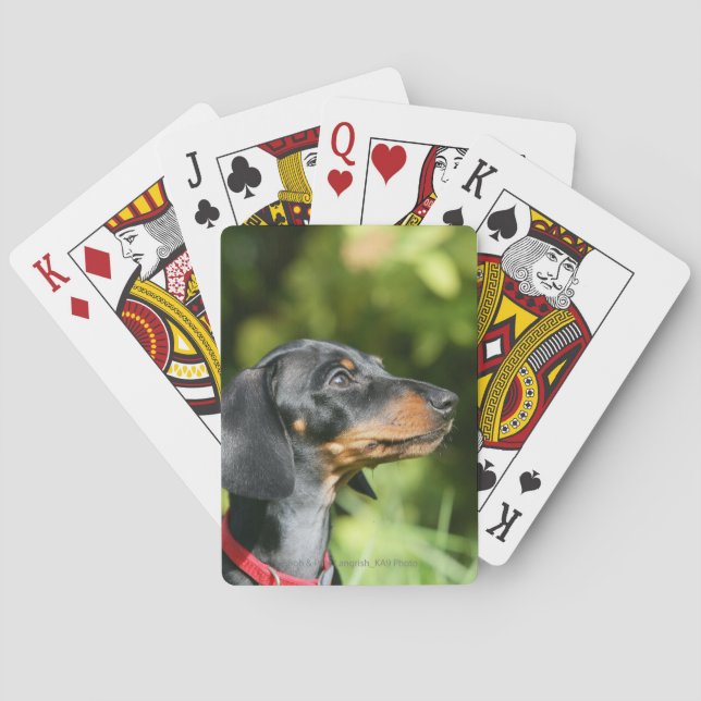 Jeu De Cartes Dachshund noir et tan Miniture 3 (dos)