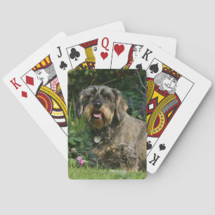 Jeu De Cartes Dachshund standard à poil dur assis