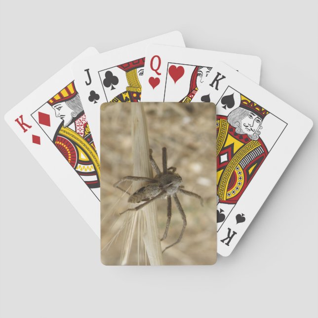 Jeu De Cartes Déplaisant Crawly Spider Jouer des cartes (dos)