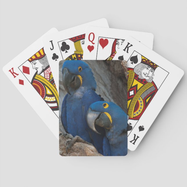 Jeu De Cartes Deux aras hyacinthes, Brésil (dos)
