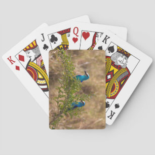 Jeu De Cartes Deux Beaux Oiseaux Bleus sur une branche