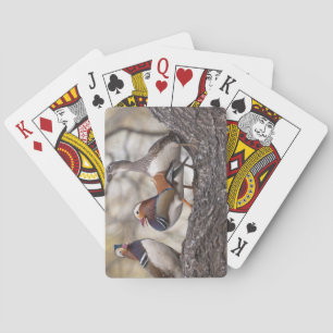 Jeu De Cartes Deux mâles se disputant une femelle canard mandari
