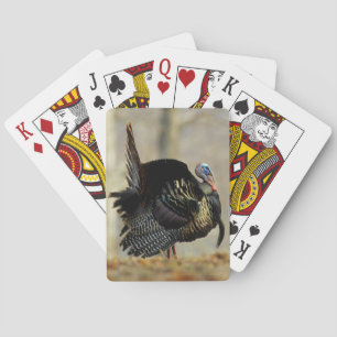 Jeu De Cartes Dindon mâle faisant la roue, Illinois