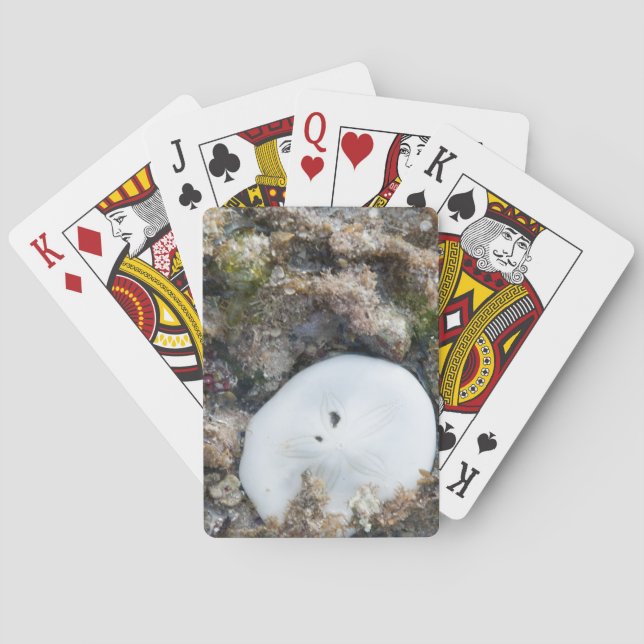 Jeu De Cartes Dollar du sable dans le Fiji Reef à Low Tide (dos)