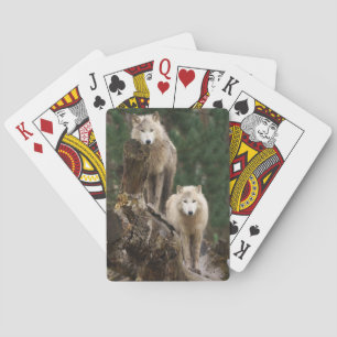 Jeu De Cartes Domaine des Loups Blancs
